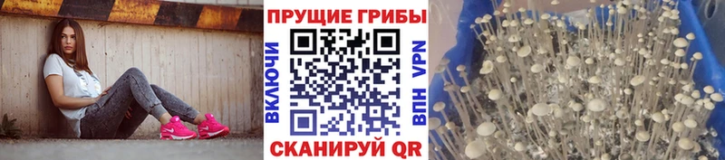 Псилоцибиновые грибы Cubensis  наркота  Ефремов 
